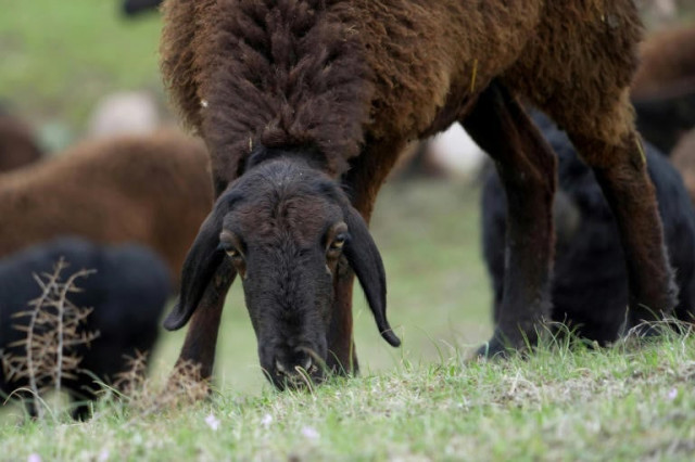 the giant sheep helping tajikistan weather climate change the giant sheep helping tajikistan weather climate change