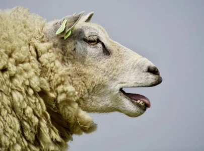 norway confirms bluetongue disease outbreak in sheep says woah