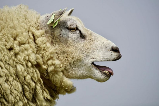file image of the sheep photo pexels file image of the sheep photo pexels