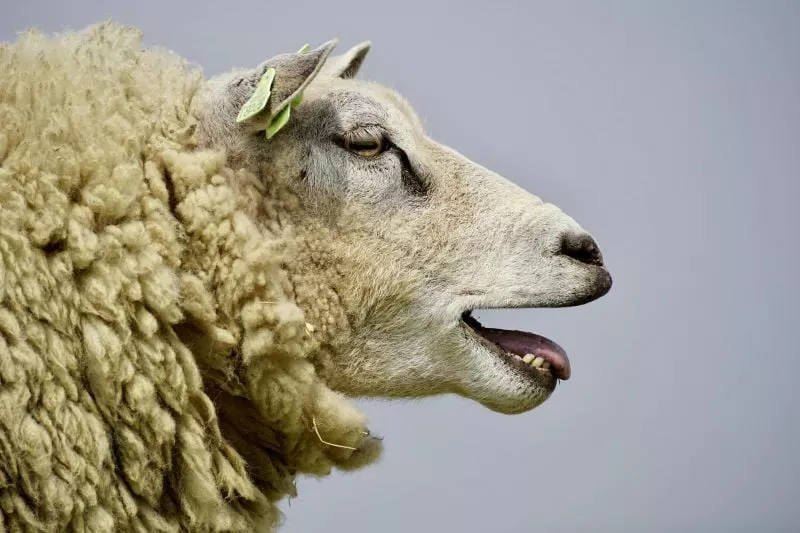 file image of the sheep photo pexels file image of the sheep photo pexels