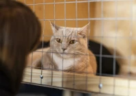 pet market near lahore s data darbar demolished in anti encroachment drive pet market near lahore s data darbar demolished in anti encroachment drive