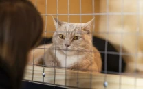 pet market near lahore s data darbar demolished in anti encroachment drive pet market near lahore s data darbar demolished in anti encroachment drive