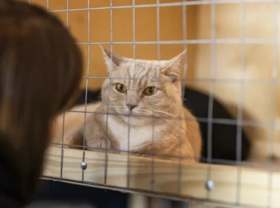 pet market near lahore s data darbar demolished in anti encroachment drive pet market near lahore s data darbar demolished in anti encroachment drive