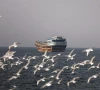 birds fly near a boat in the strait of hormuz amid the u s  israeli conflict with iran as seen from musandam oman march 2 2026 photo reuters