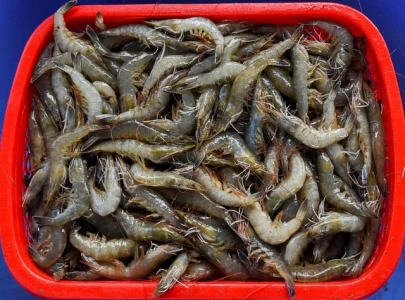 shrimp farming project receives mixed reviews