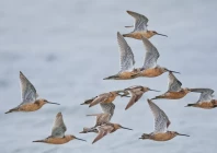 migratory bird populations continue to decline migratory bird populations continue to decline