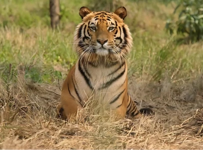 nepal s pm worries over rising tiger numbers