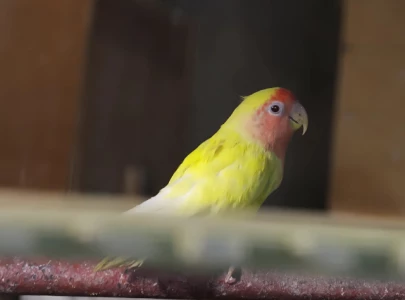 live bird found inside dead man