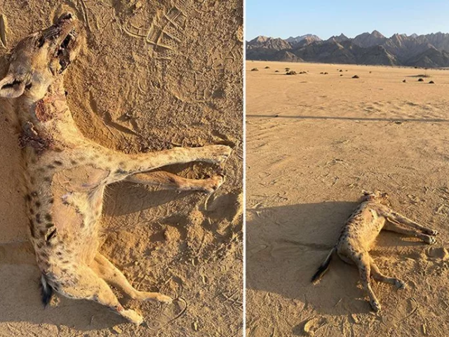 Photo: Photographs taken of the spotted hyena’s cadaver in the Elba Protected Area after it was hunted and killed by local people. Mammalia/ De gruyter brill