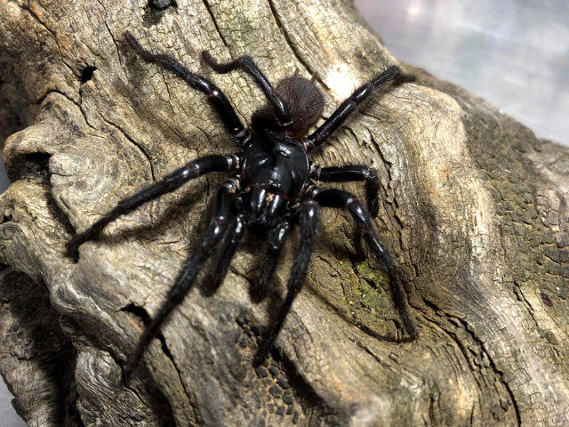 Photo: A male atrax christenseni funnel-web spider. Photograph: Kane Christensen/Australian Museum