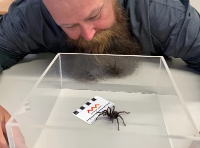 new funnel web spider species discovered