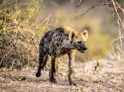 spotted hyena seen in egypt for the first time in 5 000 years