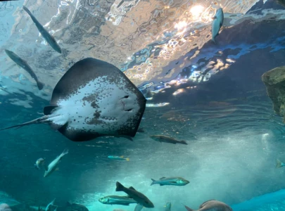 aquarium fish comforted with human photos during closure in japan