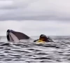 watch humpback whale swallows kayaker in chilean waters watch humpback whale swallows kayaker in chilean waters