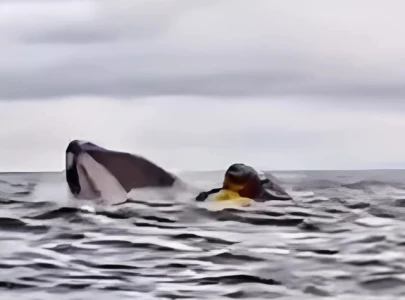 watch humpback whale swallows kayaker in chilean waters