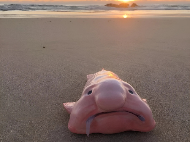 blobfish wins new zealand s fish of the year after years of ugly label