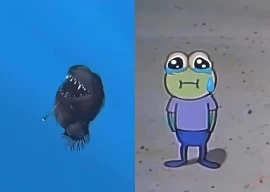 rare black seadevil sighting sparks social media buzz rare black seadevil sighting sparks social media buzz