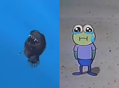 rare black seadevil sighting sparks social media buzz