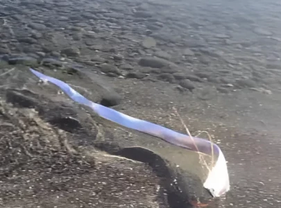 doomsday fish washes up in canary islands sparking fears of disaster doomsday fish washes up in canary islands sparking fears of disaster