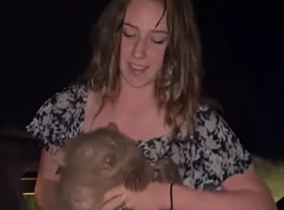 us influencer slammed for taking joey wombat from mother us influencer slammed for taking joey wombat from mother