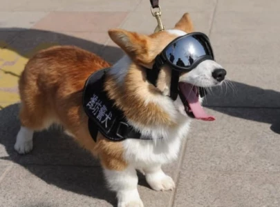 china s first corgi police dog loses bonus for workplace misconduct