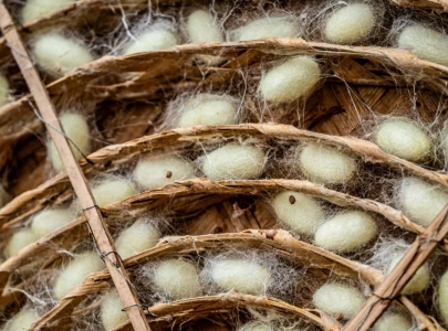 non timber farming sector remains sidelined non timber farming sector remains sidelined