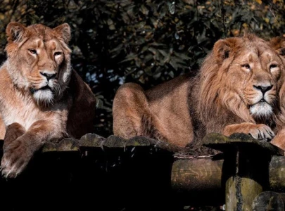 caged by faith muslim lion hindu lioness can t live together in zoo until indian court says so caged by faith muslim lion hindu lioness can t live together in zoo until indian court says so