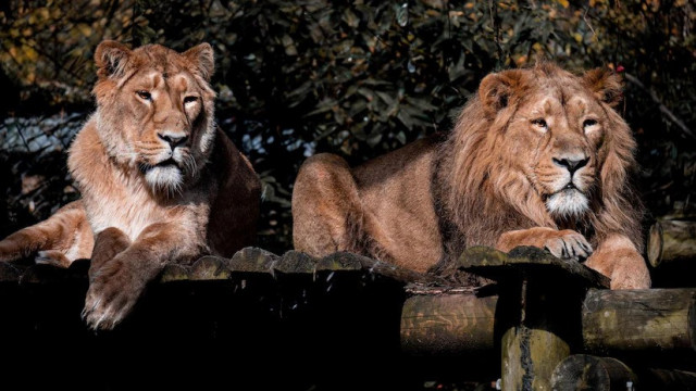 caged by faith muslim lion hindu lioness can t live together in zoo until indian court says so