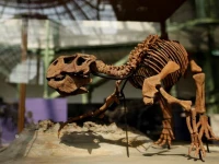 the skeleton of a psittacosaurus dinosaur is displayed at the grand palais museum in paris september 10 2009 photo reuters