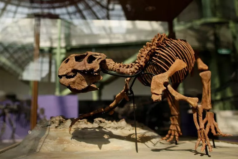 chinese fossil reveals evolution of skin in feathered dinosaurs chinese fossil reveals evolution of skin in feathered dinosaurs