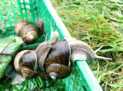 woman pioneers snail farming for cosmetics woman pioneers snail farming for cosmetics