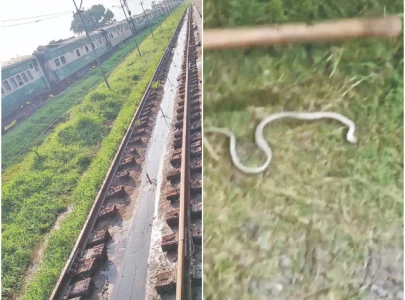 snake infestation alarms railway workers snake infestation alarms railway workers