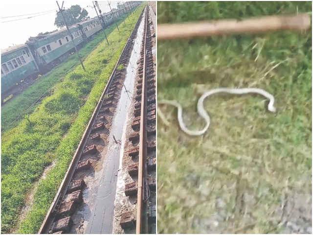 overgrown grass and stagnant water at the rawalpindi railway station yard have created a breeding ground for venomous snakes putting railway workers lives at risk the unpaved yard especially during monsoon season has become a dangerous habitat for wildlife photos express overgrown grass and stagnant water at the rawalpindi railway station yard have created a breeding ground for venomous snakes putting railway workers lives at risk the unpaved yard especially during monsoon season has become a dangerous habitat for wildlife photos express