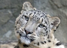 pakistan backs push to make snow leopard symbol of global climate adaptation