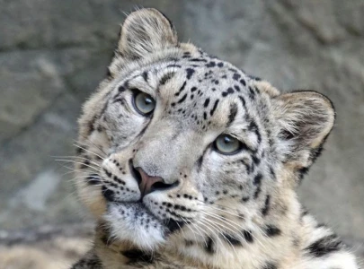 pakistan backs push to make snow leopard symbol of global climate adaptation pakistan backs push to make snow leopard symbol of global climate adaptation