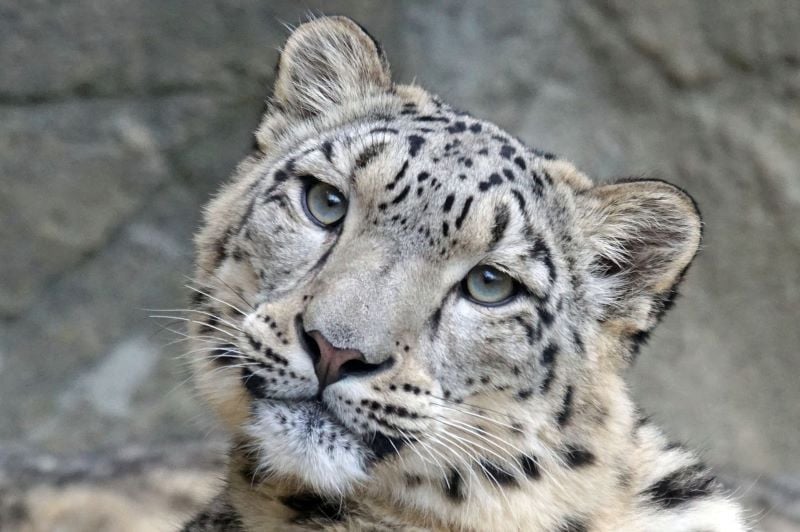 pakistan is a habitat of endangered snow leopard photo pixabay