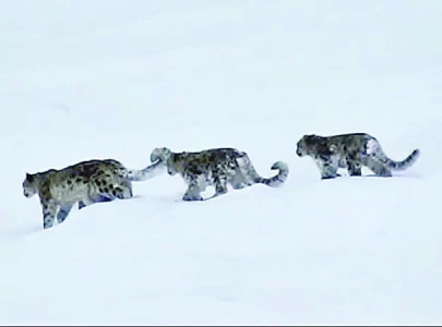 rare sighting of 4 snow leopards
