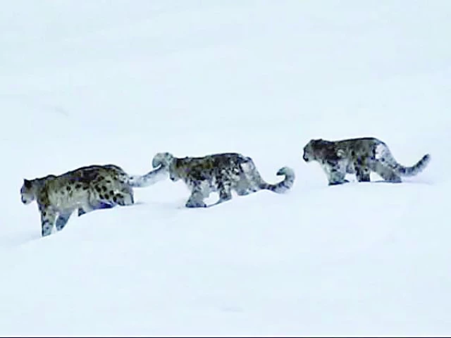 snow leopard photo courtesy cnn snow leopard photo courtesy cnn