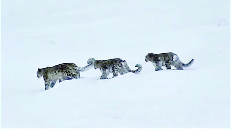 snow leopard photo courtesy cnn snow leopard photo courtesy cnn