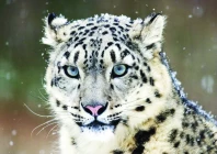 snow leopard photo file snow leopard photo file