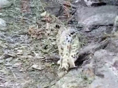 according to wildlife department officials the wildcat got injured as it attacked the mammal and in the course of action fell off the peak screengrab