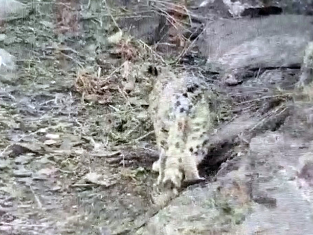 G-B preserve: Injured snow leopard returns to wild