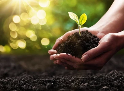 overuse of chemical pesticides weakens soil overuse of chemical pesticides weakens soil