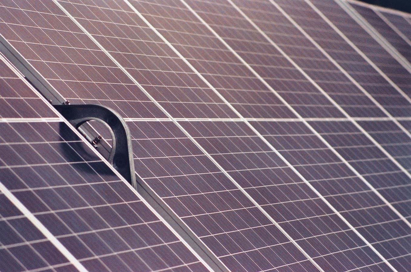 ‘Green dilemma’: China’s solar boom hurt birds, says study