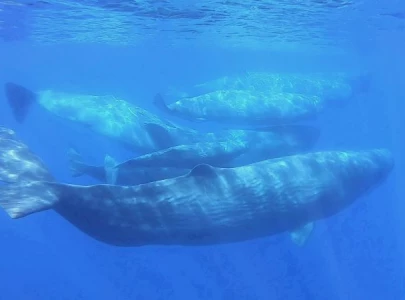 scientists document remarkable sperm whale phonetic alphabet scientists document remarkable sperm whale phonetic alphabet