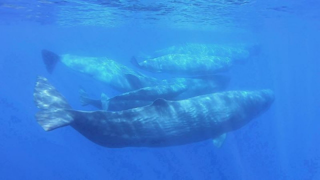 scientists document remarkable sperm whale phonetic alphabet