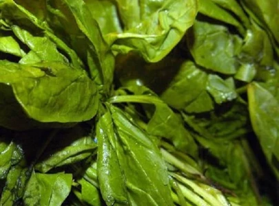 expert stresses nutritional benefits of spinach