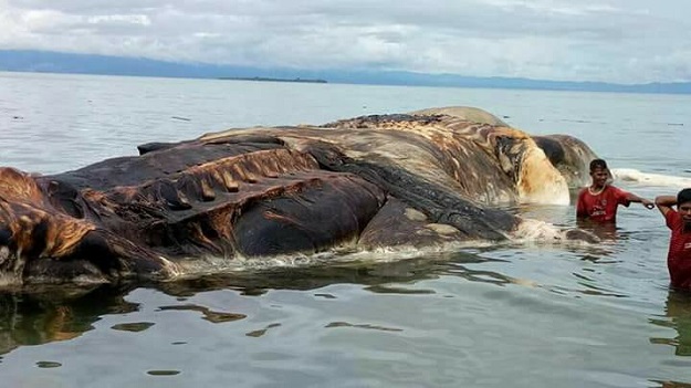 Remains of the squid. PHOTO: FACEBOOK