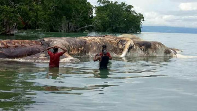 49 foot long dead squid washes up indonesian beach