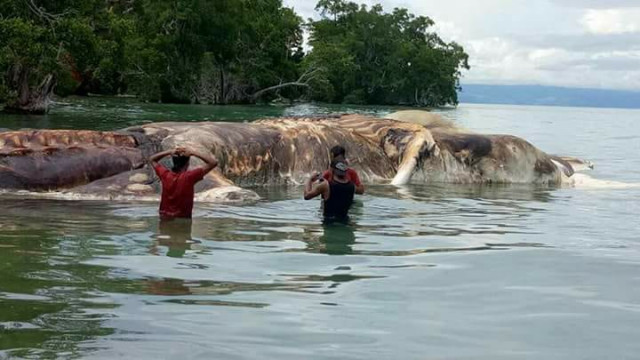 remains of the giant squid photo facebook remains of the giant squid photo facebook